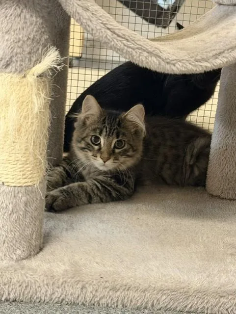 Mia