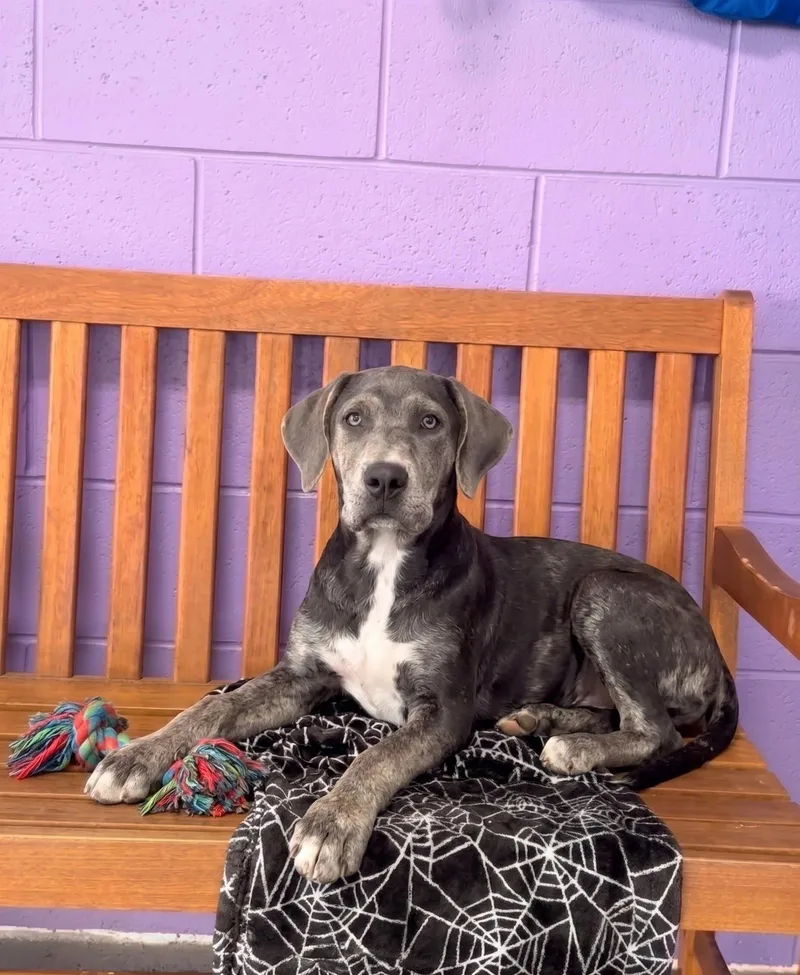 A baby large-sized female Labrador Retriever dog named Camri for adoption in North Prairie, WI