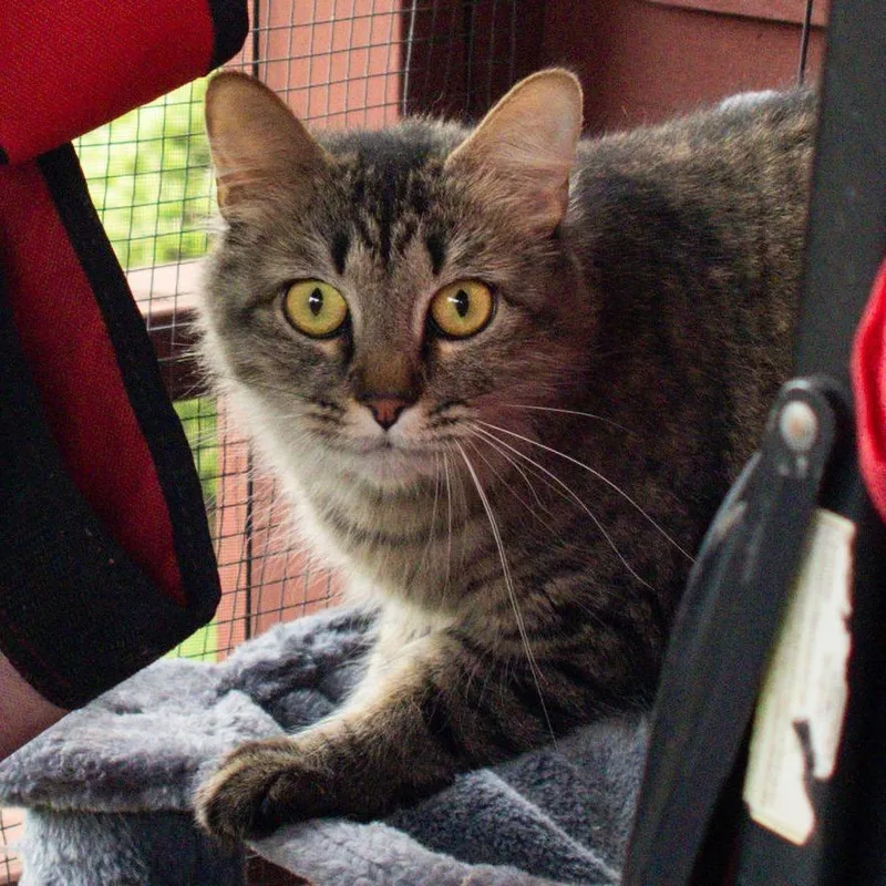 An adult medium-sized female Brown / Chocolate Domestic Long Hair cat named Allie  $ for adoption in Brimfield, MA