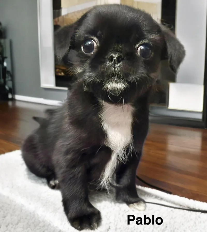 Pablo thumbnail 3