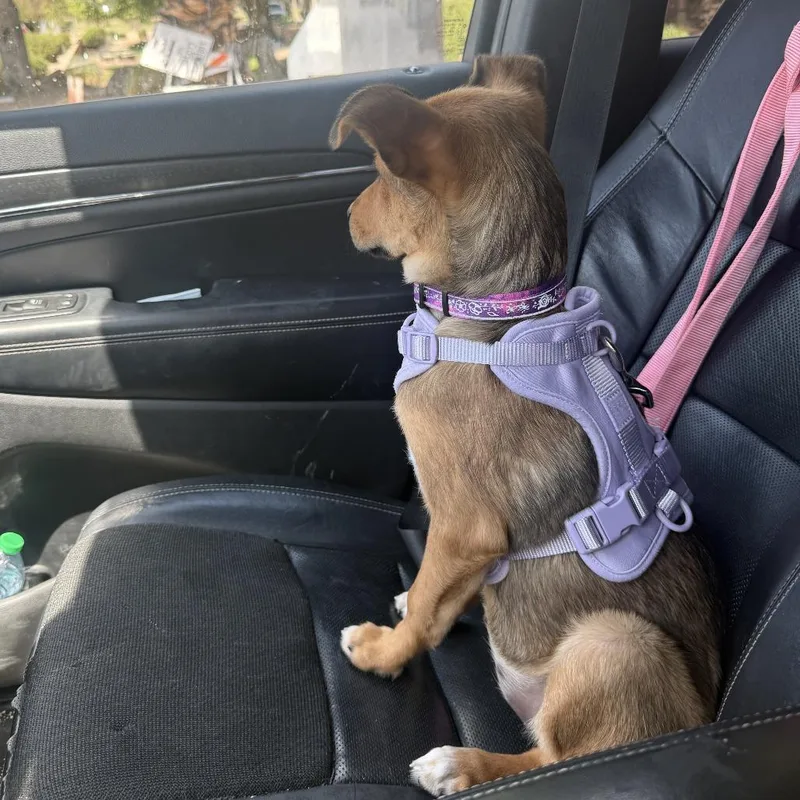 A baby small-sized female Brown / Chocolate Shepherd dog named Jessie for adoption in Tempe, AZ