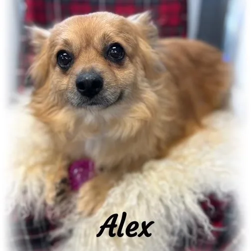 Alex thumbnail 3