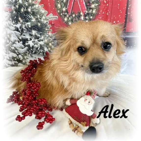 Alex thumbnail 4