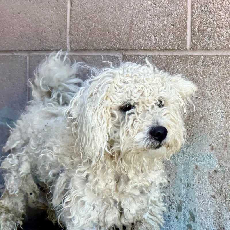 A young small-sized male White / Cream Poodle dog named Libby for adoption in Yuma, AZ