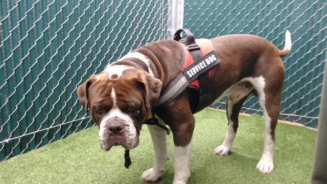 An adult medium-sized male Bullmastiff dog named Bucky for adoption in Downey, CA