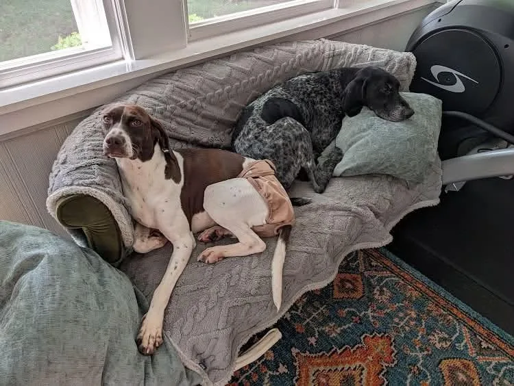 A young small-sized female German Shorthaired Pointer dog named Flower for adoption in Tewksbury, MA
