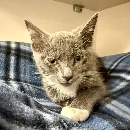 A baby small-sized male Gray / Blue / Silver Domestic Short Hair cat named Finley for adoption in Redwood City, CA
