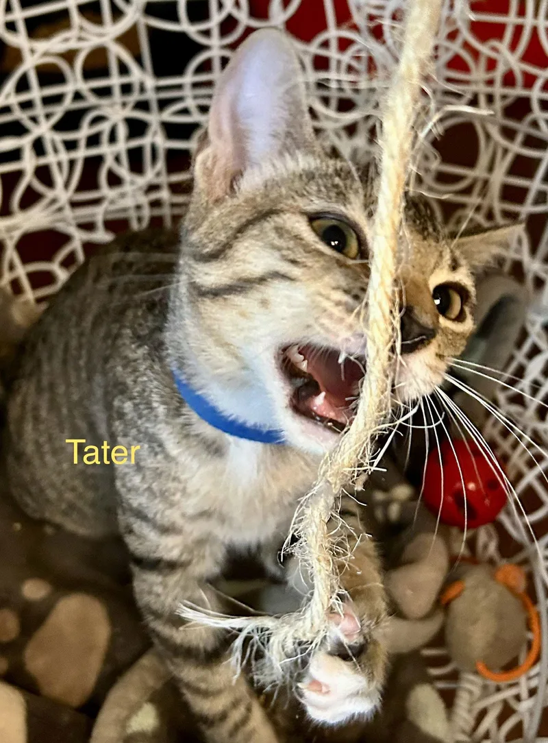Tater thumbnail 2