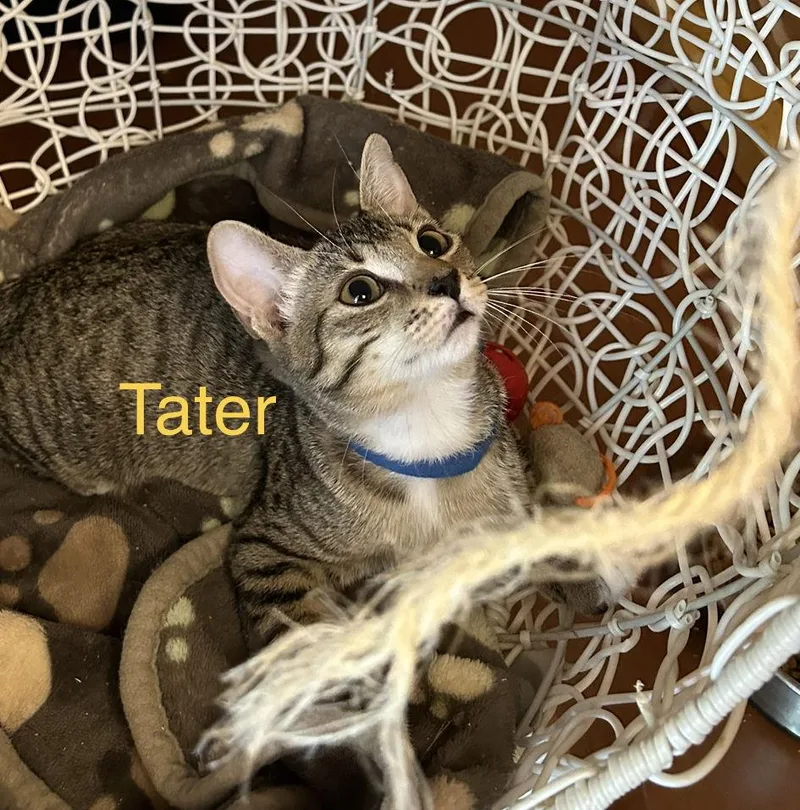 Tater thumbnail 3