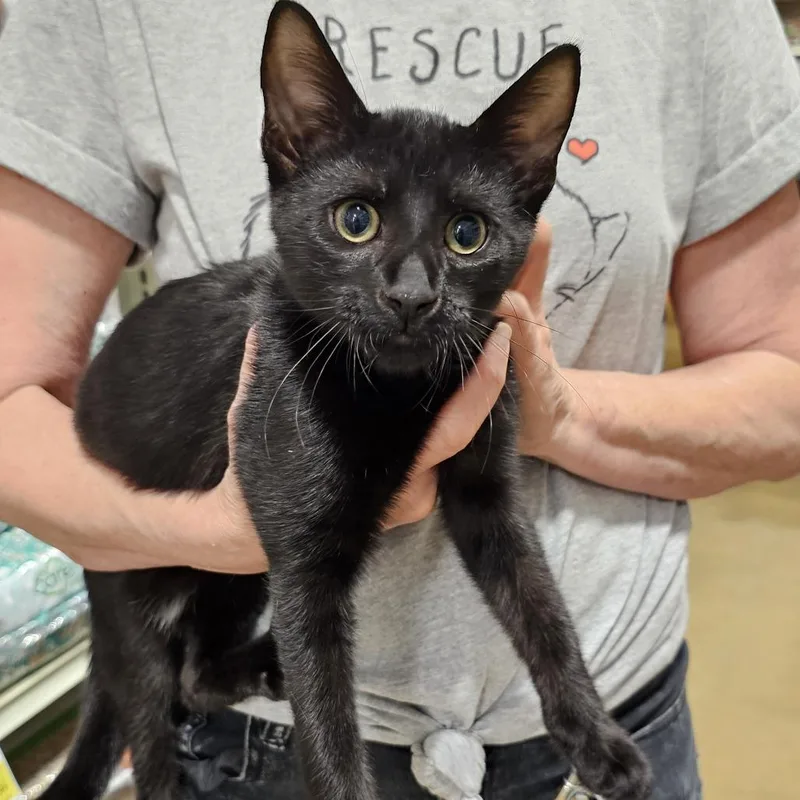 A baby small-sized male Domestic Short Hair cat named Kit Kat for adoption in Fairfax, VA