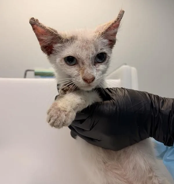 A baby small-sized female Domestic Short Hair cat named Derp for adoption in San Diego, CA
