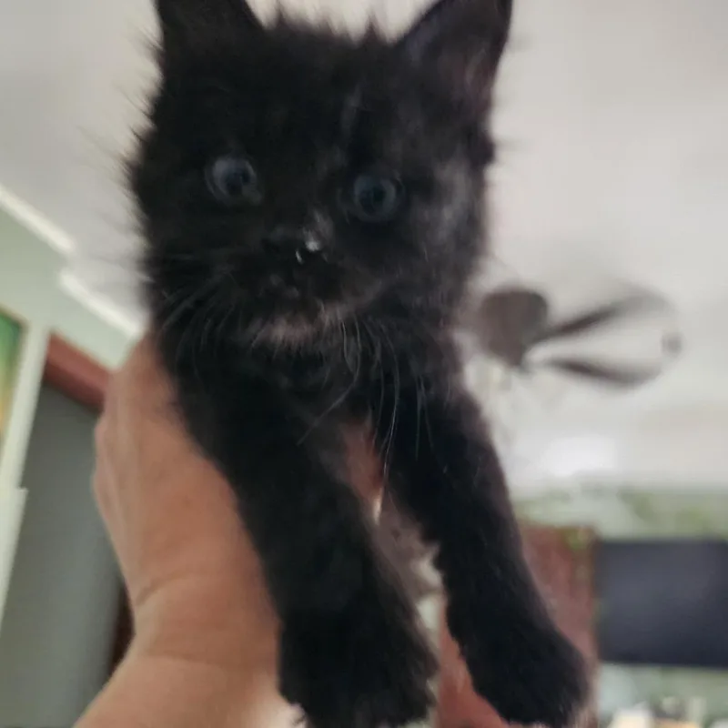 A baby small-sized female Black Domestic Long Hair cat named Billy C for adoption in Princeton, MN