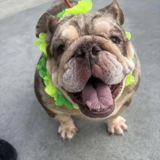 Waffles thumbnail 3