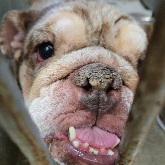 Waffles thumbnail 5