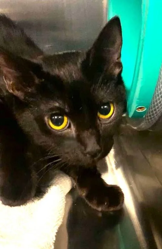 A young medium-sized male Black Domestic Short Hair cat named Midnight for adoption in Pegram, TN