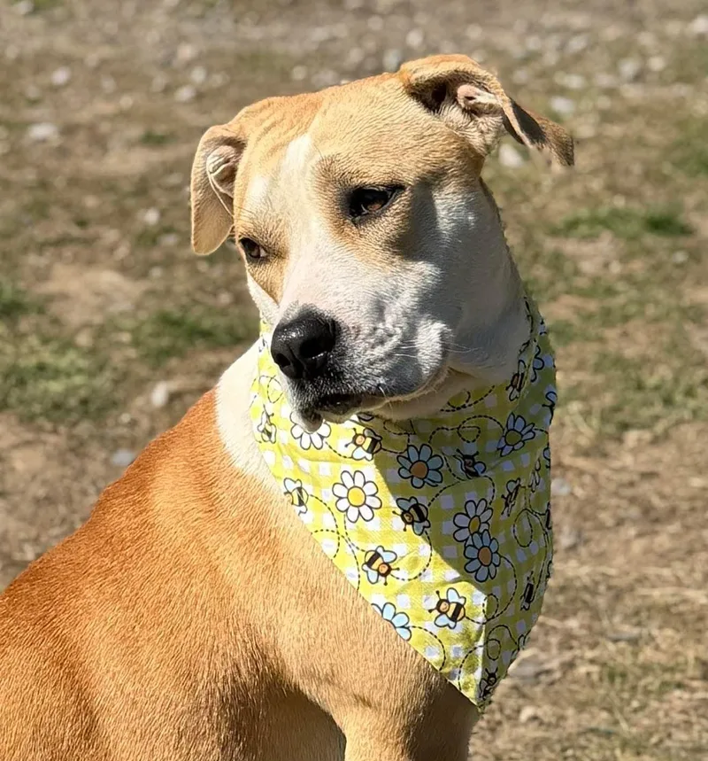 A young medium-sized female Yellow / Tan / Blond / Fawn Mixed Breed dog named Stella for adoption in BONIFAY, FL