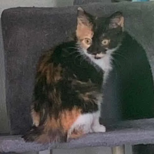 A baby small-sized female Calico Domestic Short Hair cat named Bianca for adoption in Monroe, MI