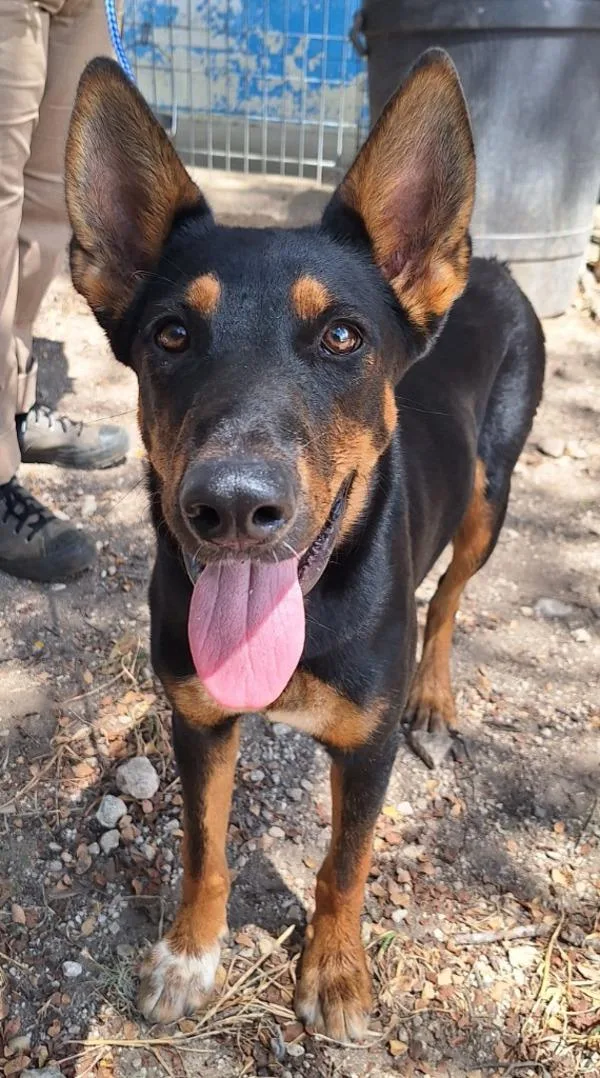 A young large-sized female Doberman Pinscher dog named Virginia for adoption in Stratham, NH