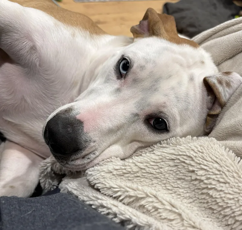 Muffin Sparkman  Come