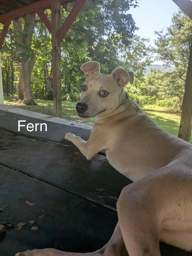 A baby medium-sized female Brown / Chocolate Labrador Retriever dog named Fern for adoption in Silver Spring, MD