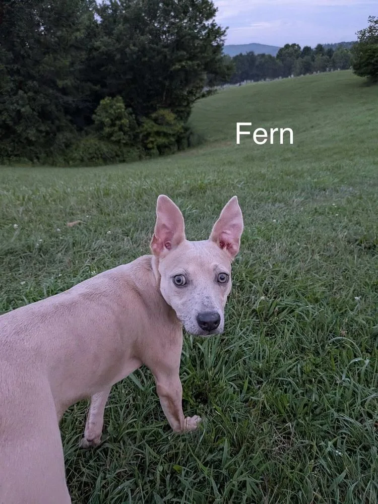 Fern thumbnail 2