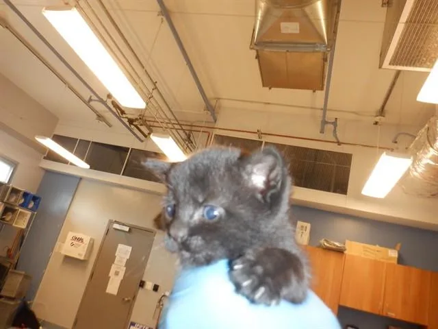 A baby small-sized female Domestic Short Hair cat named Fig for adoption in San Jose, CA