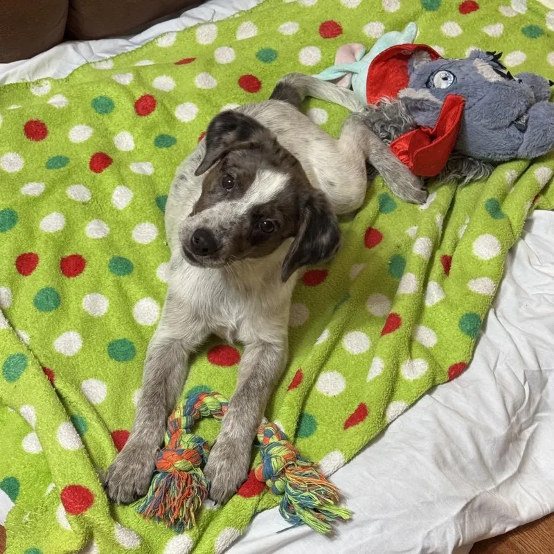 Story Pup: Winnie