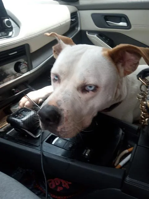 A young medium-sized male American Staffordshire Terrier dog named Victor for adoption in San Antonio, TX