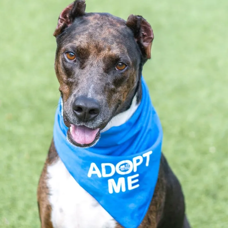 An adult medium-sized female Doberman Pinscher dog named Erin for adoption in Hilton Head Island, SC