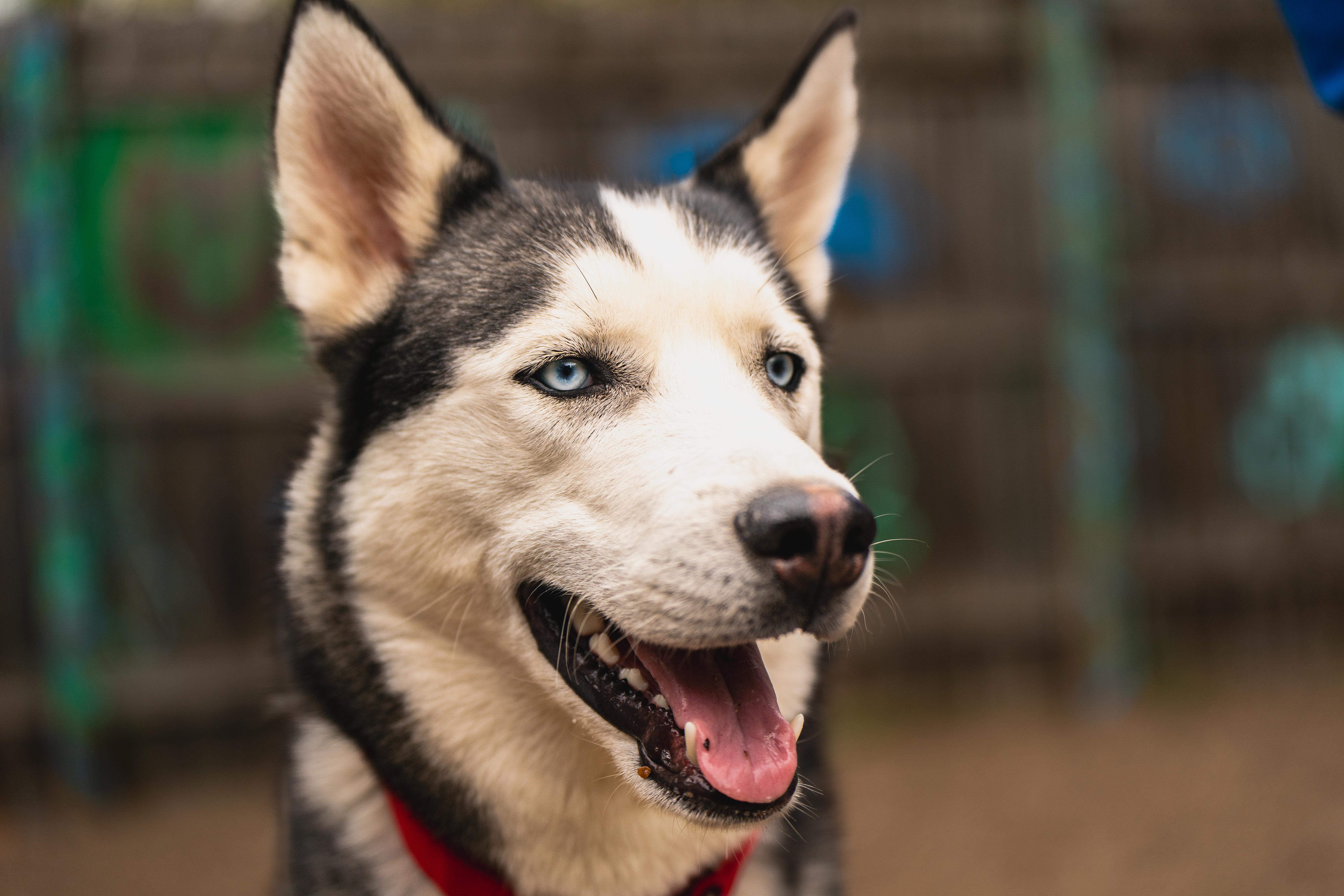 A young medium-sized male White / Cream Siberian Husky dog named Harley for adoption in Red Wing, MN