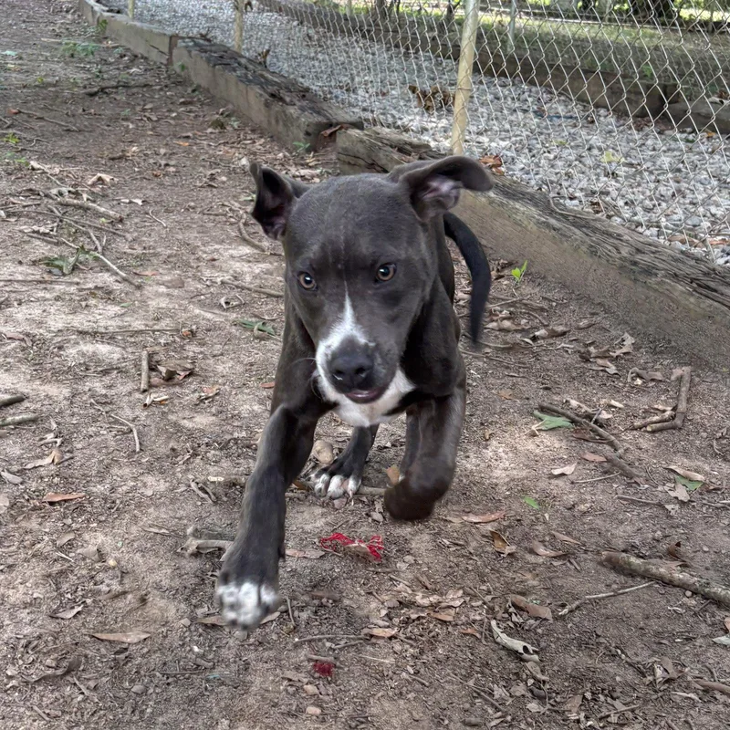 A baby medium-sized male Pit Bull Terrier dog named Shamrock Hope Lower for adoption in Locust Fork, AL
