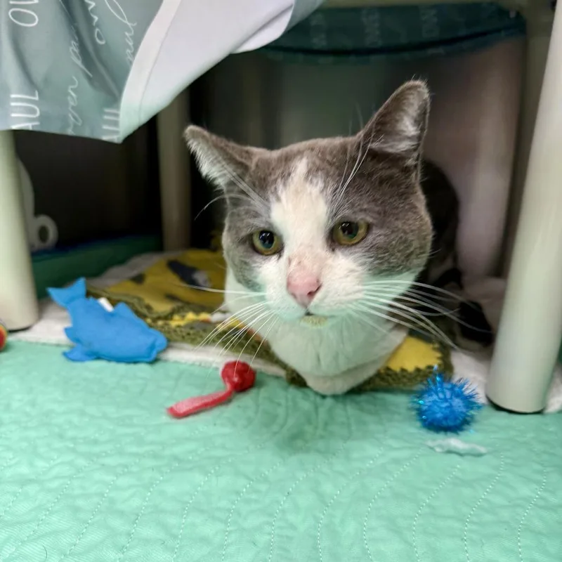 An adult large-sized male Gray / Blue / Silver Domestic Short Hair cat named Billie The Kidc for adoption in East Saint Louis, IL
