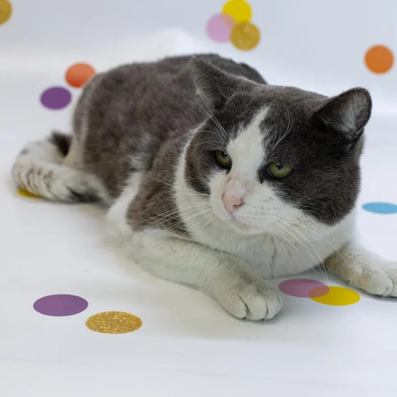 Billie The Kidc thumbnail 2