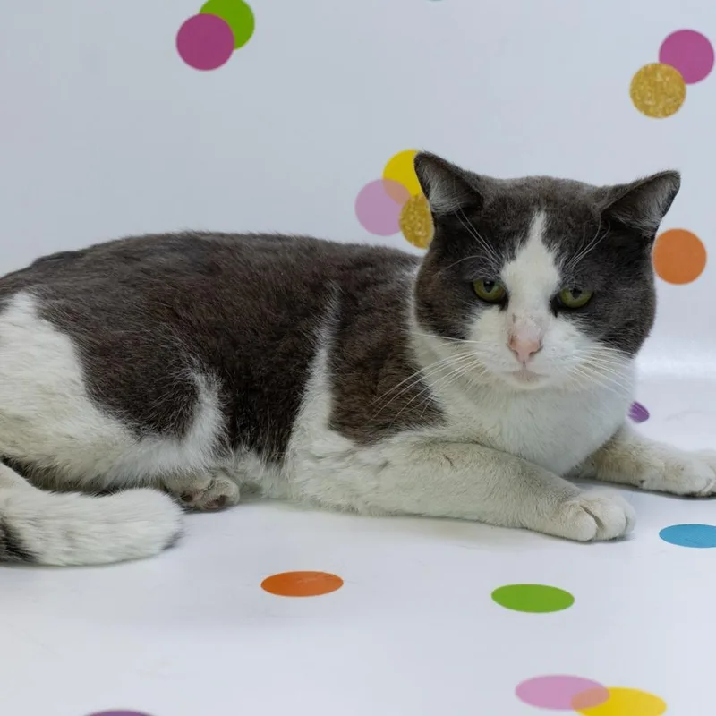 Billie The Kidc thumbnail 3