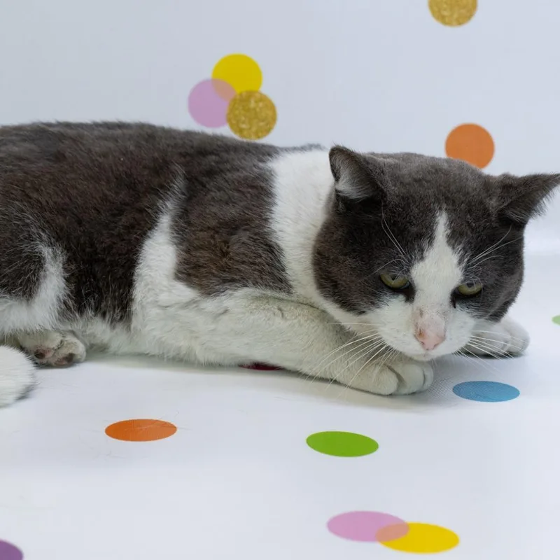 Billie The Kidc thumbnail 4