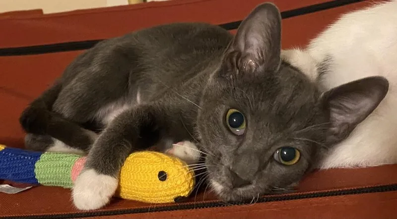 An adult medium-sized female Gray & White Domestic Short Hair cat named Miss Gray Z for adoption in Dallas, TX