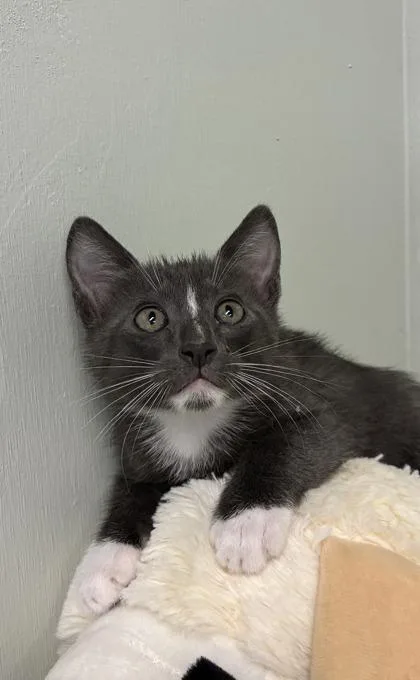 A baby medium-sized male Domestic Short Hair cat named Tomkin for adoption in Picayune, MS