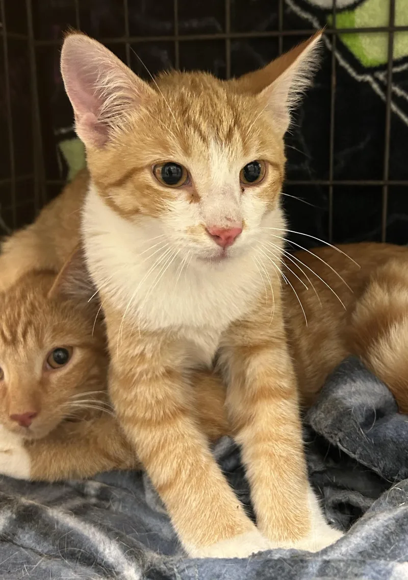A young medium-sized male Orange & White Domestic Short Hair cat named Slipper for adoption in Mason City, IA