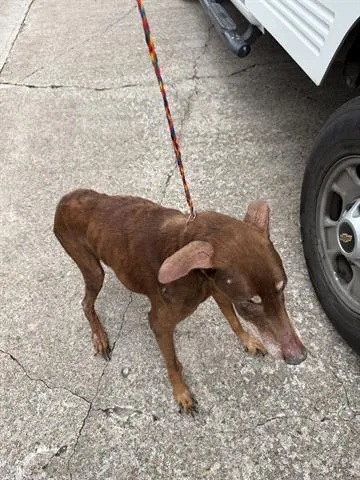 An adult large-sized female Doberman Pinscher dog named Isabell for adoption in Houston, TX