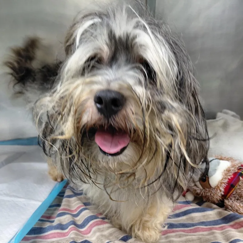 An adult small-sized male Gray / Blue / Silver Shih Tzu dog named Shaggy for adoption in Philadelphia, PA