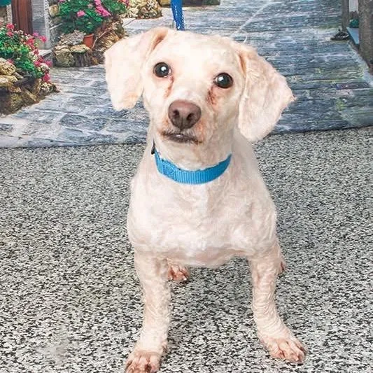 An adult small-sized male White / Cream Mixed Breed dog named Rooney for adoption in Fredericksburg, VA