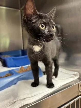 A baby small-sized female Black & White / Tuxedo Domestic Short Hair cat named Elphaba for adoption in Annapolis, MD