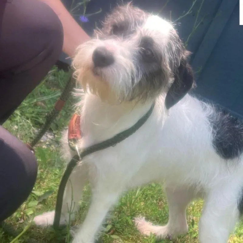 A young small-sized male White / Cream Terrier dog named Leo for adoption in Fairfax Station, VA