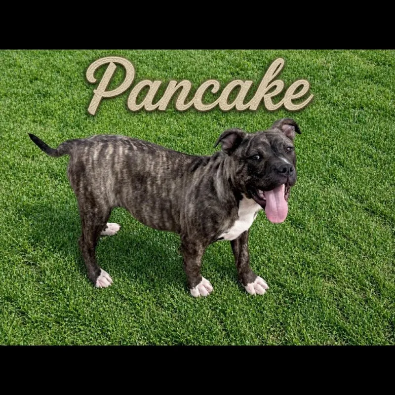Pancake