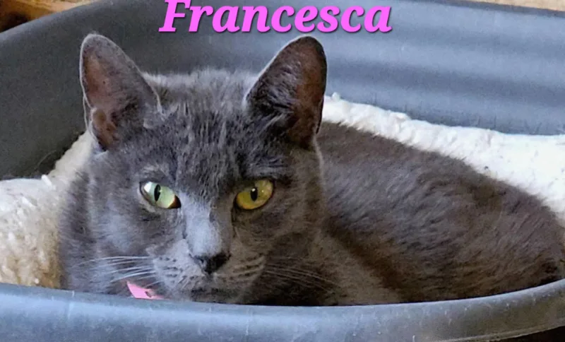 Francesca thumbnail 2