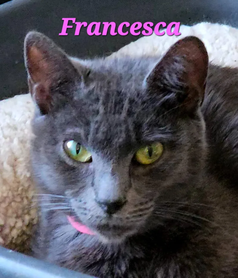 Francesca thumbnail 3