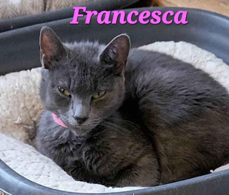 Francesca thumbnail 4