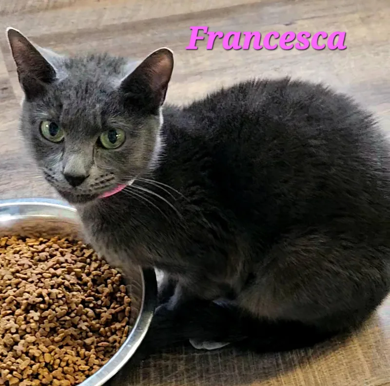 An adult medium-sized female Gray / Blue / Silver Domestic Short Hair cat named Francesca for adoption in Macon, GA