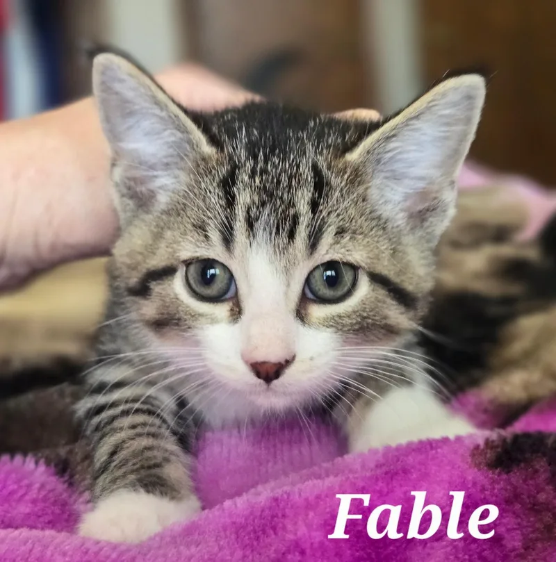 A baby medium-sized male Tabby (Gray / Blue / Silver) Domestic Short Hair cat named Fable for adoption in La Crescent, MN