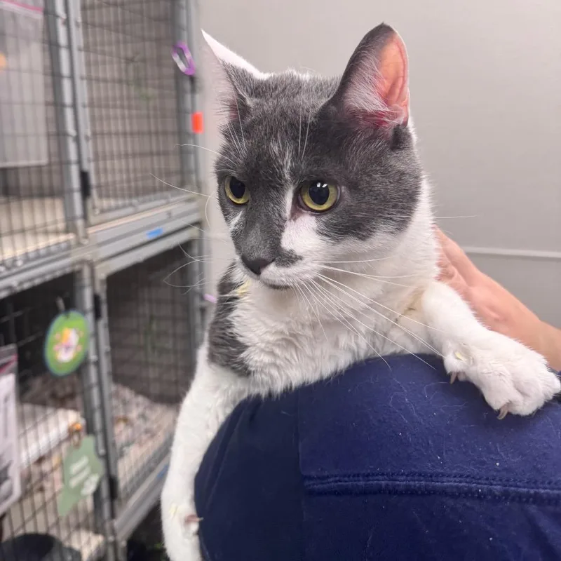 An adult large-sized male Gray / Blue / Silver Domestic Medium Hair cat named Chadwick for adoption in Columbiana, AL